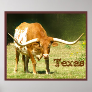 Longhorn-Rinder Texas Poster