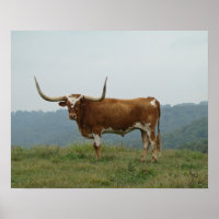 Longhorn Steer in Ozarks - wählen Sie Größe & Lein