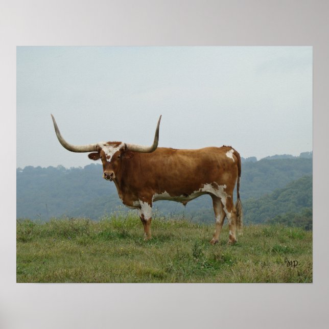 Longhorn Steer in Ozarks - wählen Sie Größe & Lein Poster (Vorne)