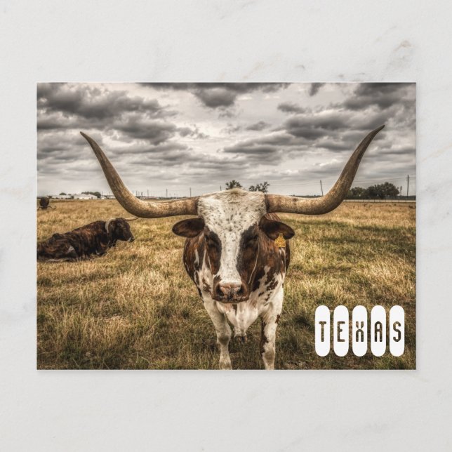 Longhorn Texas Postcard Postkarte (Vorderseite)