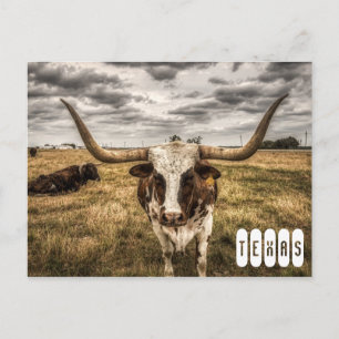 Longhorn Texas Postkarte