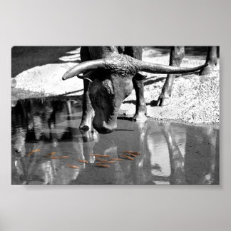 Longhorn und Goldfish Poster