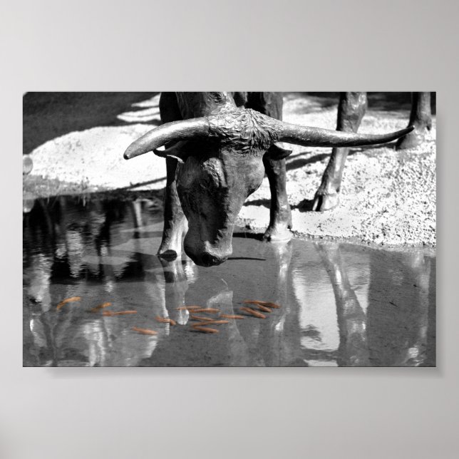 Longhorn und Goldfish Poster (Vorne)