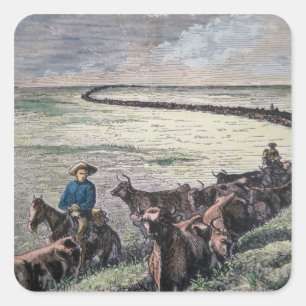 Longhorn-Vieh fährt von Texas nach Abilene, Kansa Quadratischer Aufkleber