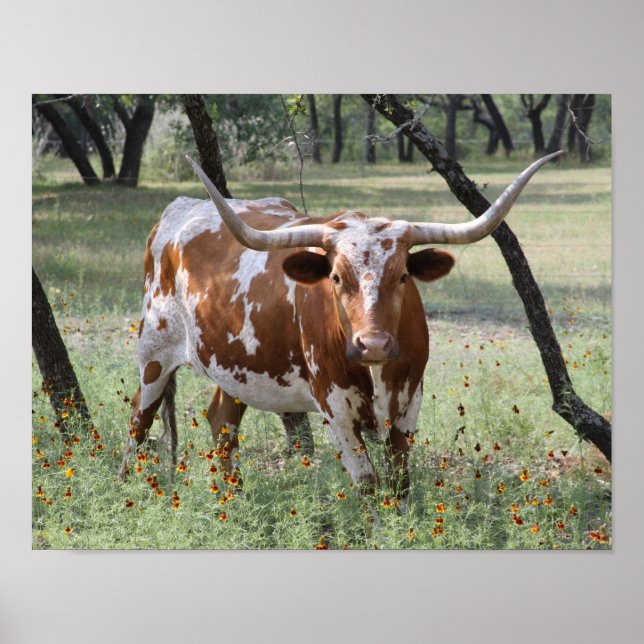 Longhorns Poster (Vorne)