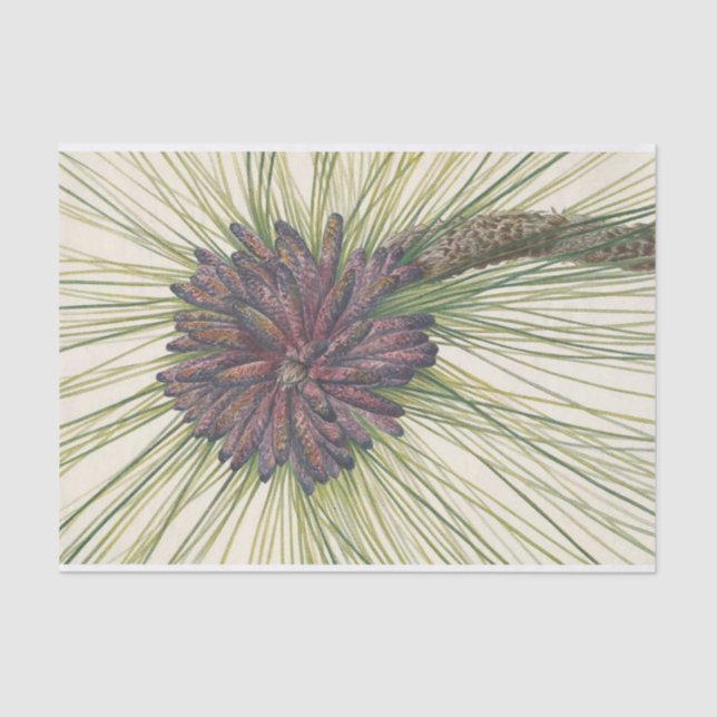 Longleaf Pine von Mary Vaux Walcott Seidenpapier (Vorderseite)