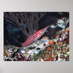 Longnose Hawkfish Poster