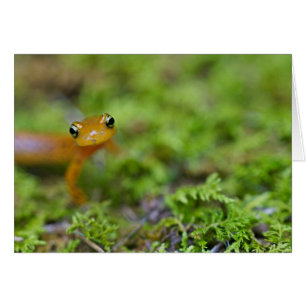 Longtail-Salamander