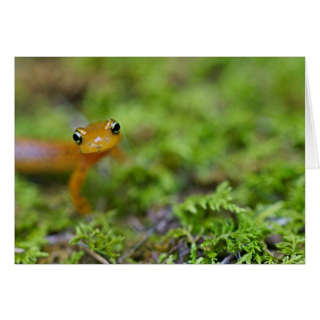 Longtail-Salamander (Vorderseite (Horizontal))