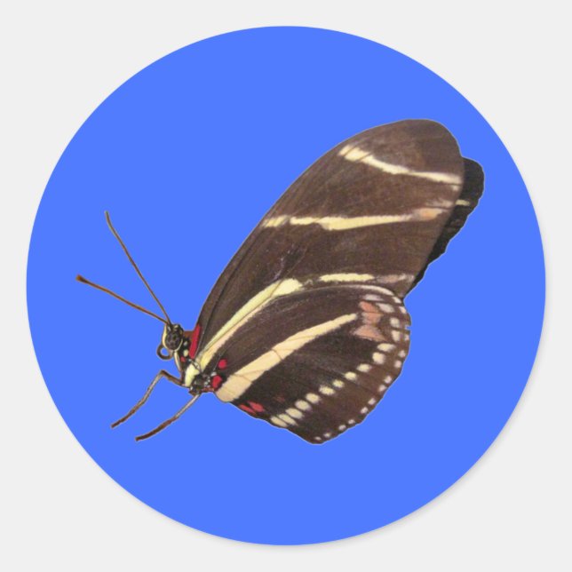 Longwing Zebra Butterfly von Florida Runder Aufkleber (Vorderseite)
