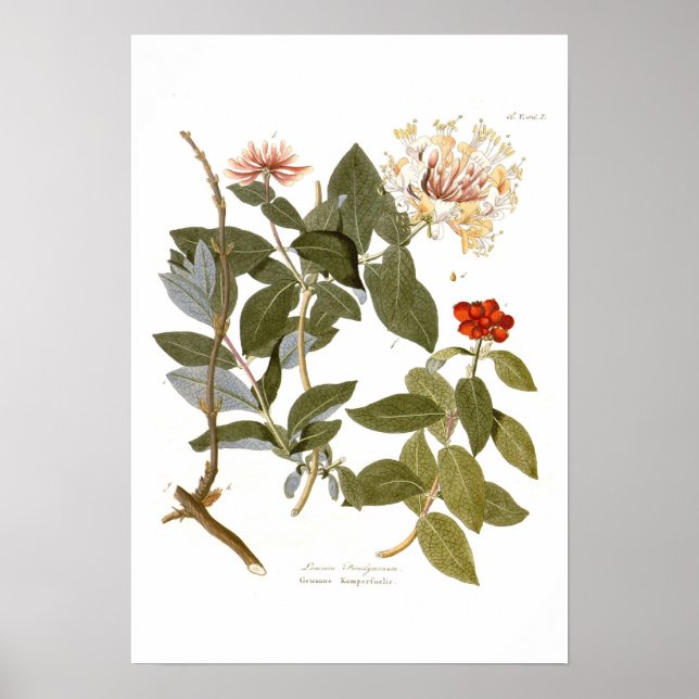 Lonicera periclymenum (Honeysuckle) Poster (Vorne)