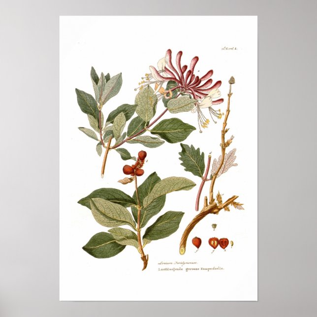 Lonicera periclymenum (Honeysuckle) Poster (Vorne)