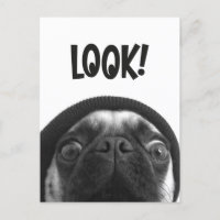 LOOK it's Lola the Pug