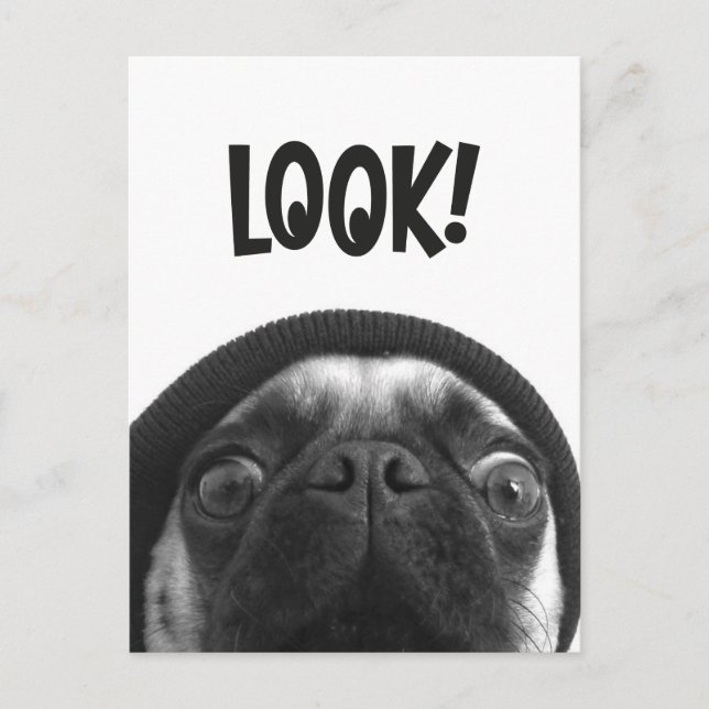 LOOK it's Lola the Pug Postkarte (Vorderseite)