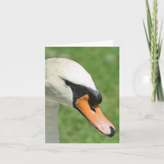 Look Of Kings Schwan Naturfotografie  (Vorderseite)