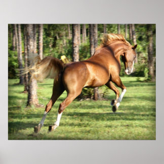 Lookie Lou hat Spaß Poster