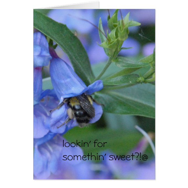 lookin für etwas süß?? (Vorne)