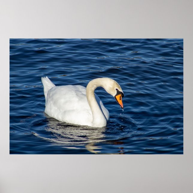 Looking About Poster (Vorne)