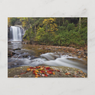 Looking Glass Falls im Pisgah National Postkarte