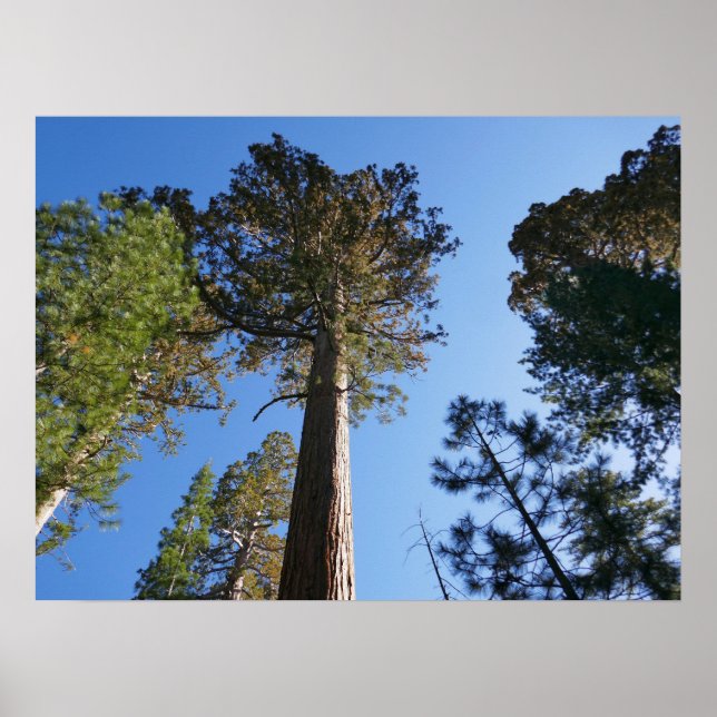Looking Up at Mariposa Grove Poster (Vorne)