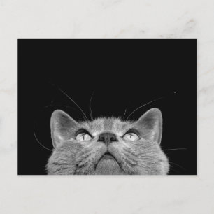 Looking up - Postcard Postkarte