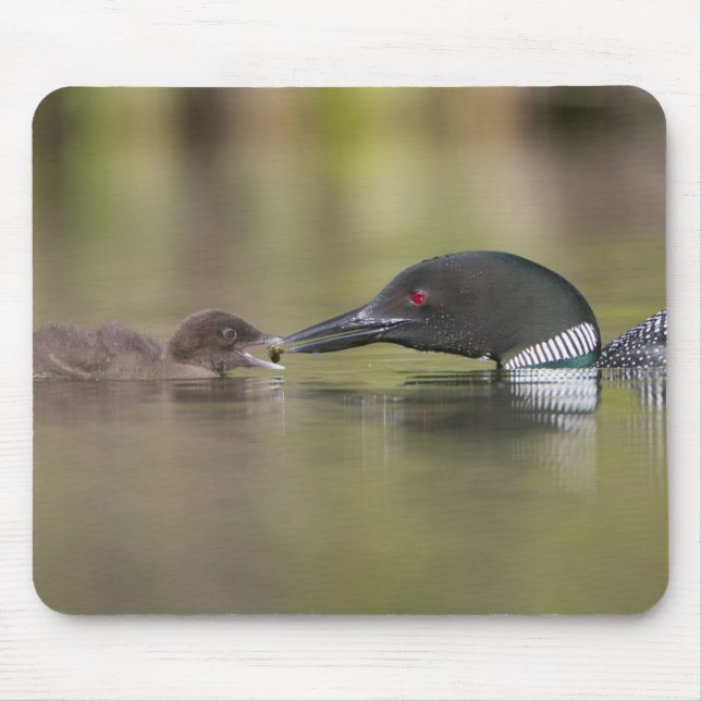 Loon Adult Füttre Chick Mousepad (Vorne)