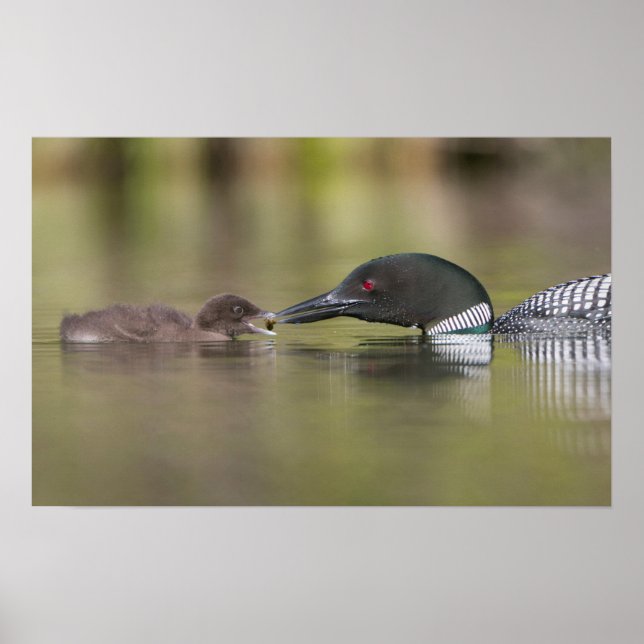 Loon Adult Füttre Chick Poster (Vorne)