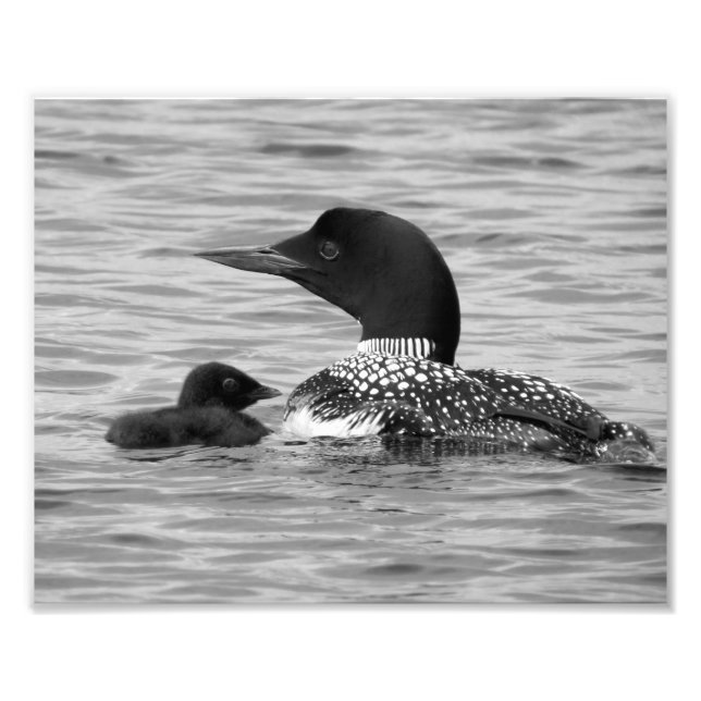 Loon and baby fotodruck (Vorne)