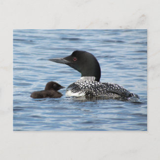 Loon and baby postkarte