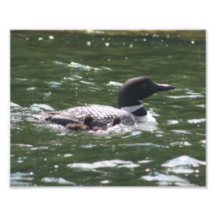 Loon Babys 2 Fotodruck