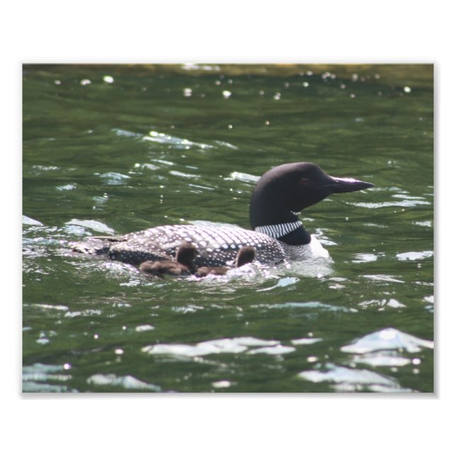Loon Babys 2 Fotodruck (Vorne)