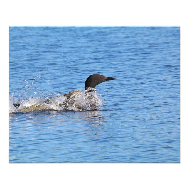 Loon Foto Print (Vorne)