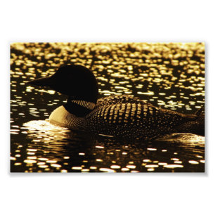 Loon Fotodruck