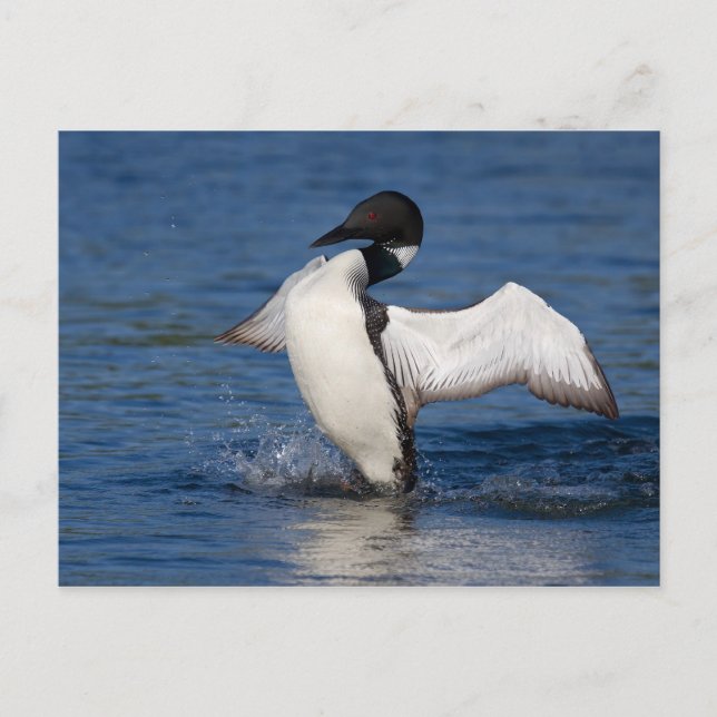 Loon IV Postkarte (Vorderseite)