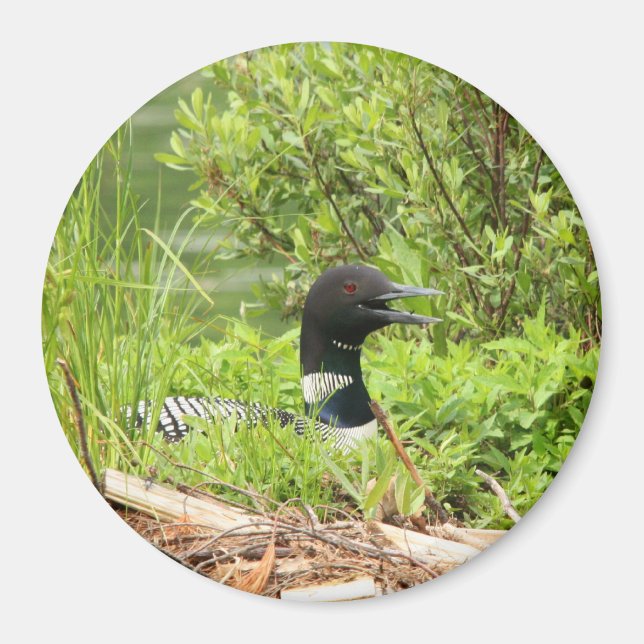 Loon Magnet (Vorne)