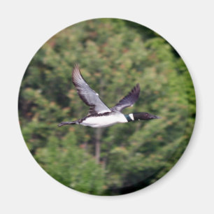 Loon-Magnet Magnet