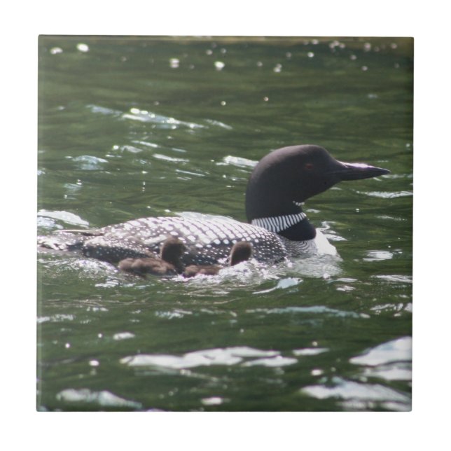 Loon mit Babys 2 Fliese (Vorderseite)
