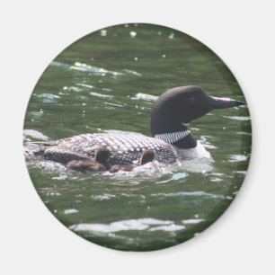 Loon mit Babys 2 Magnet