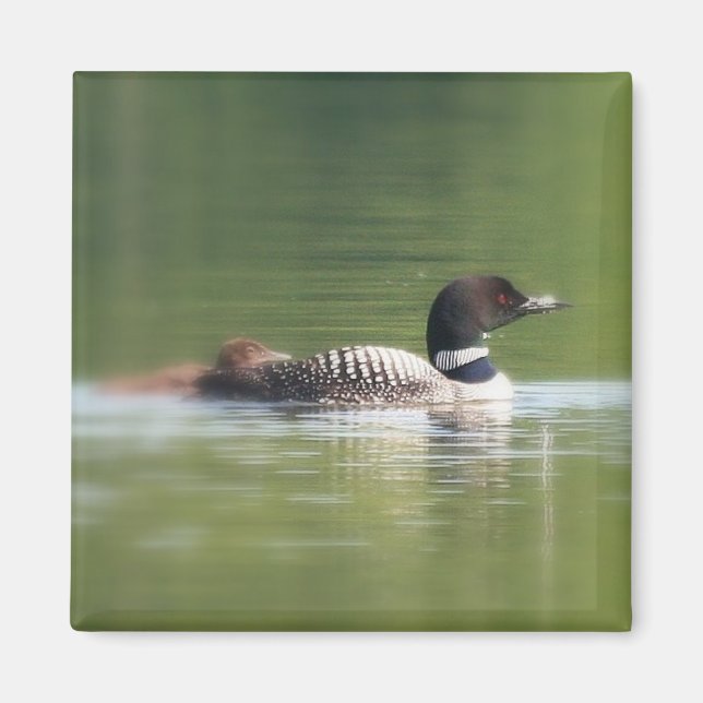 Loon mit Küken Magnet (Vorne)