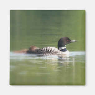 Loon mit Küken Magneten Magnet