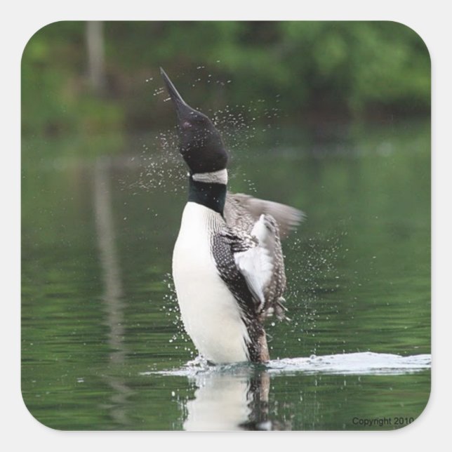 Loon Stickers (Vorderseite)