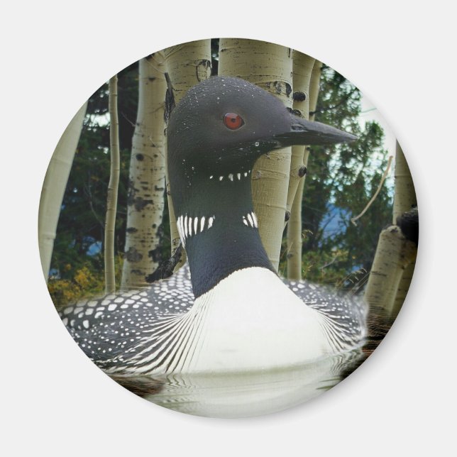 Loon Wilderness Magnet (Vorne)