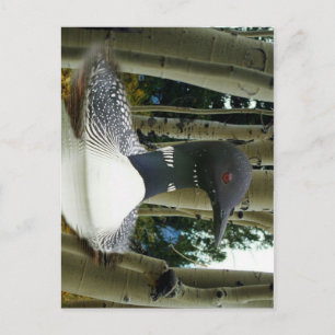 Loon Wilderness Postkarte
