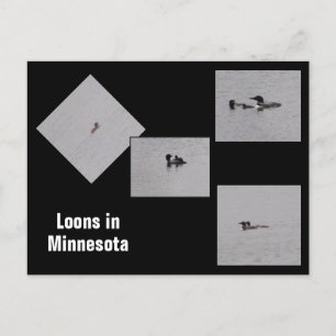 Loons in Minnesota Postkarte