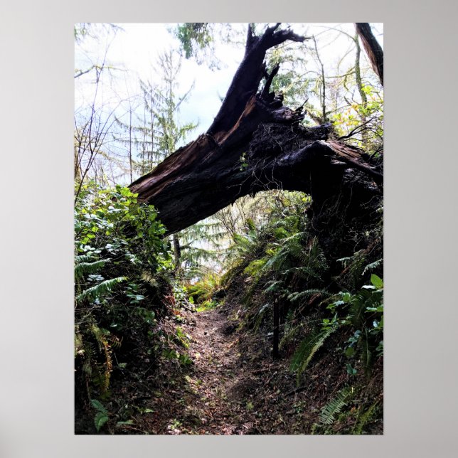 Loop Trail, Cape Enttäuschung, WA Poster (Vorne)