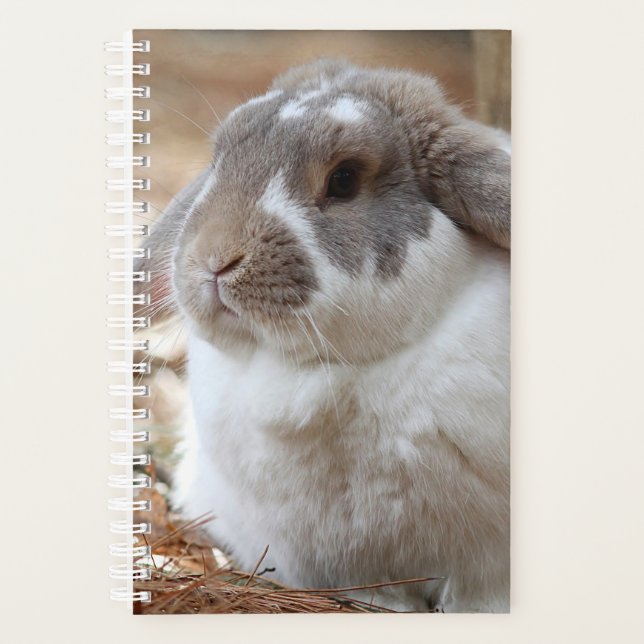Lop-Ohr-Hase Planer (Vorderseite)