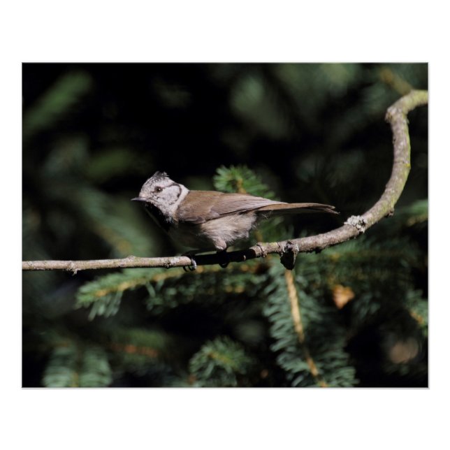 Lophanes cristatus poster (Vorderseite)