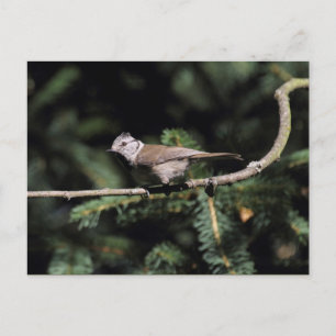 Lophanes cristatus postkarte