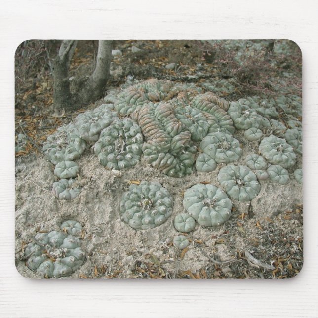 Lophophora williamsii - Peyote Mousepad (Vorne)