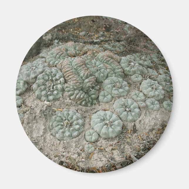 Lophora williamsii - Peyote Magnet (Vorne)